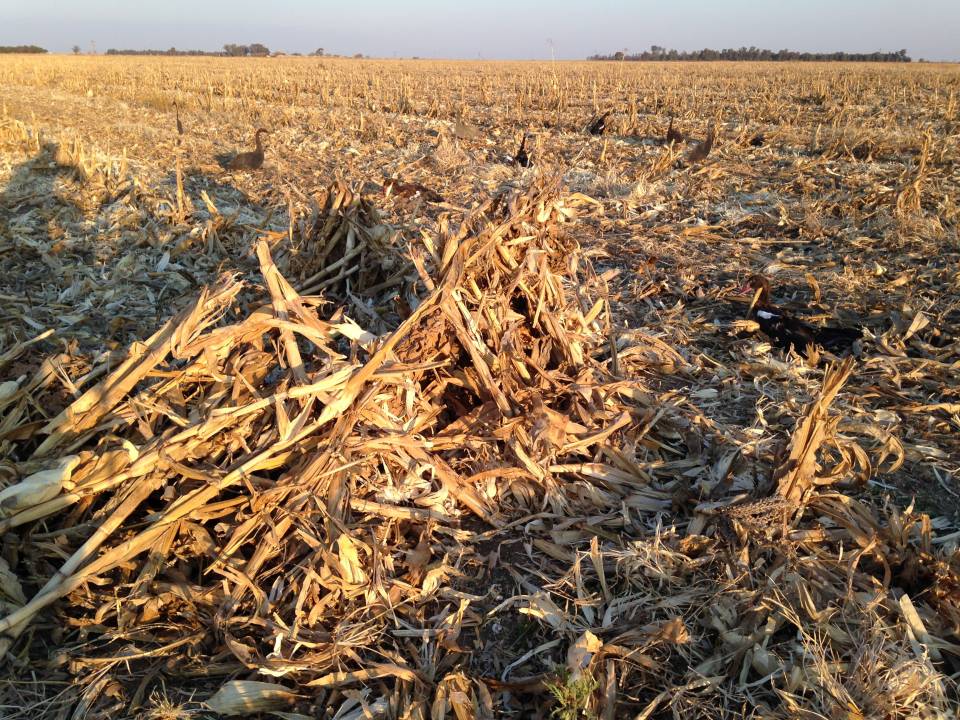 Corn field goose hunting blind.jpg